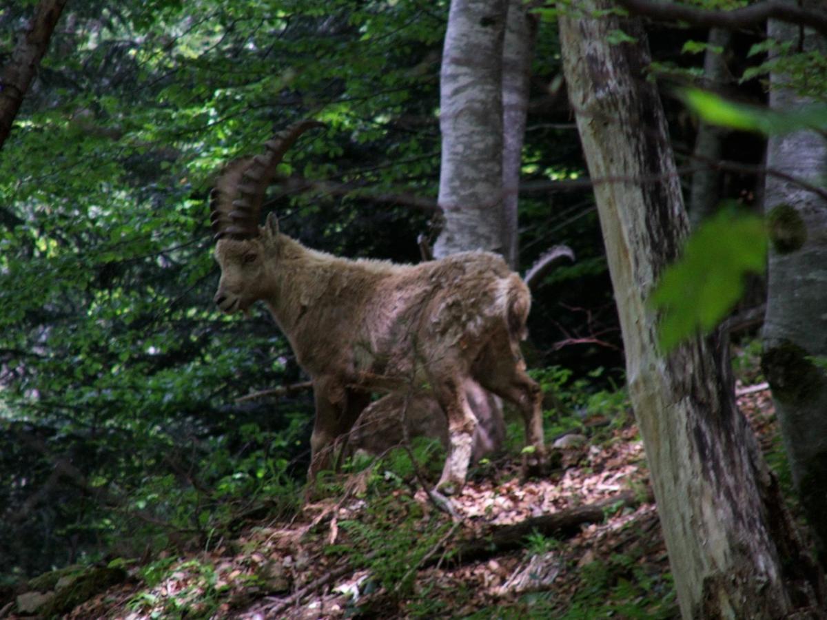 Les Lucioles * Saint-Jean-de-Sixt